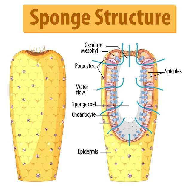 Fungsi spironolactone