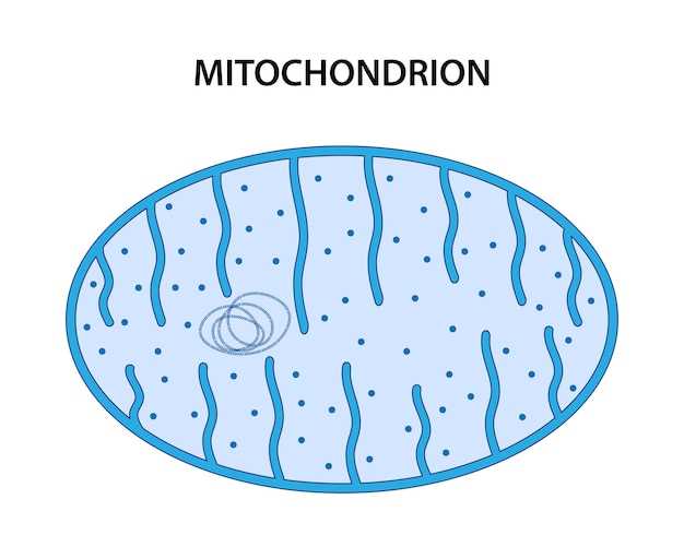 Is spironolactone an maoi