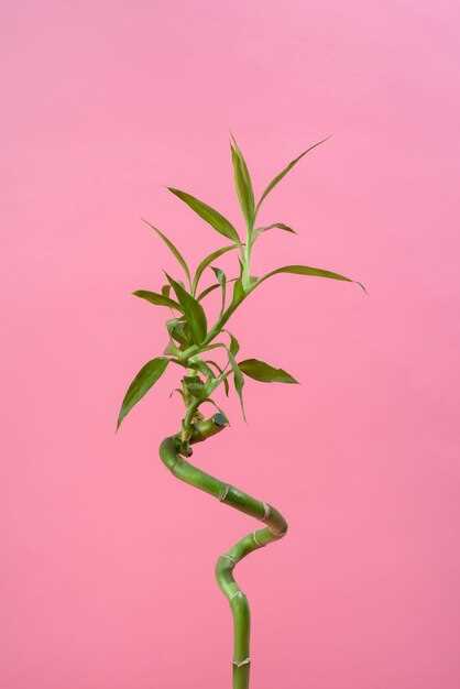 Ramipril spironolactone