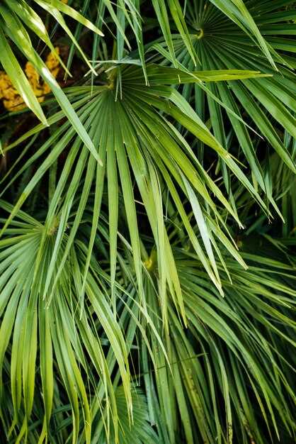 Saw palmetto instead of spironolactone