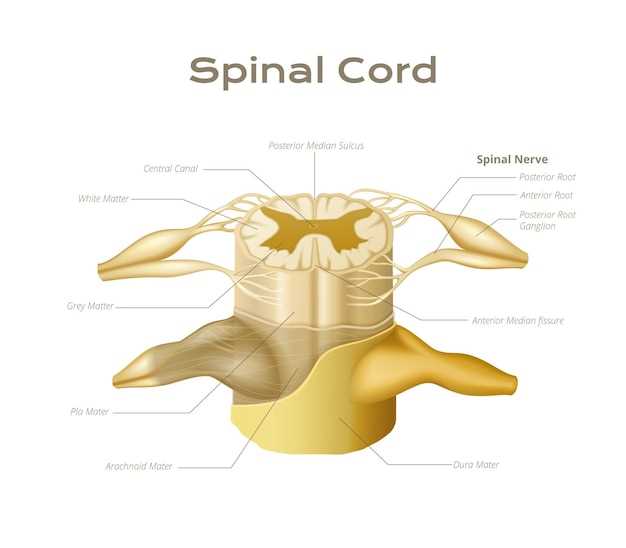 Spironolactone adrenal gland