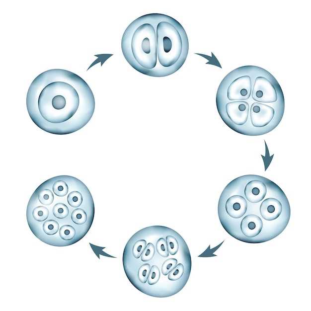 Spironolactone and conceiving