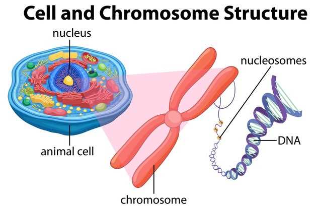 Spironolactone and flutamide