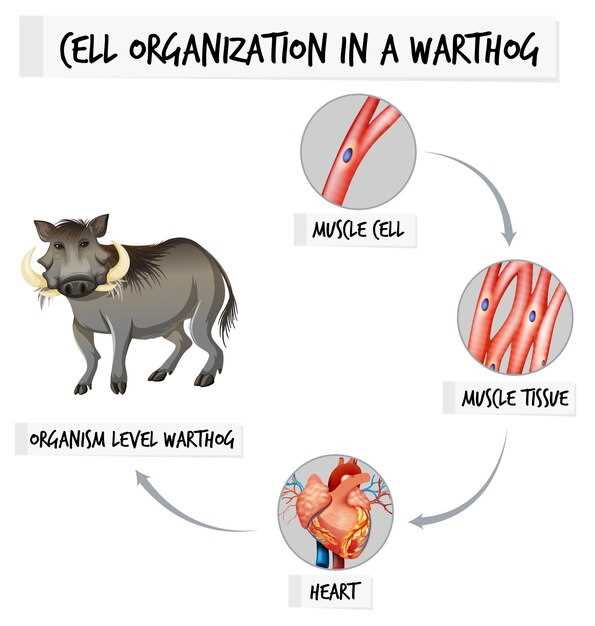 Spironolactone cyproterone