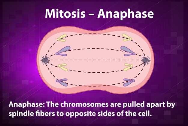 Spironolactone mechanism of action in ascites