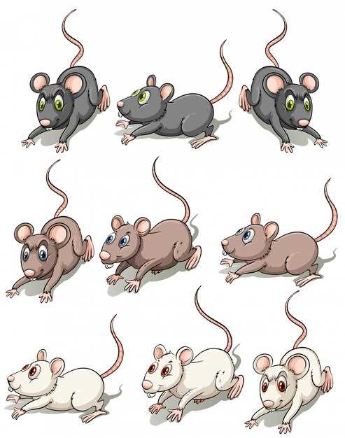 Spironolactone mice